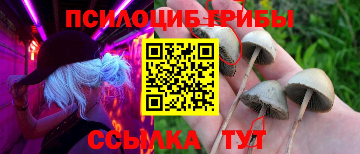 закладка  Вход с VPN  Балашиха  Псилоцибиновые грибы мицелий 